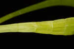 Carolina grasswort